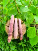 Rare Arak Al Sawahil Porcupine Ring – Spiritual Coastal Artifact - Image 4